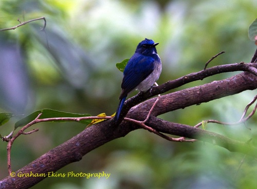 Hainan Blue-Flycatcher
Heard singing at Tai Po Kau Nature Reserve.